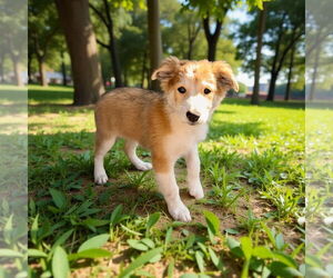 Border Collie Dogs for adoption in Menifee, CA, USA