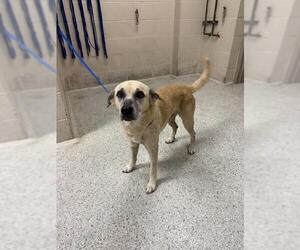 Mutt Dogs for adoption in Conroe, TX, USA