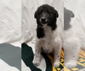Pomsky Dogs for adoption in Mukwonago, WI, USA