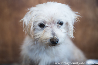 Maltese Dogs for adoption in Flora, IL, USA