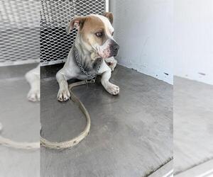 Mutt Dogs for adoption in Bakersfield, CA, USA