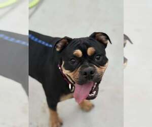 Medium Photo #3 English Bullweiler Puppy For Sale in Turlock, CA, USA