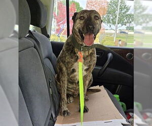American Staffordshire Terrier-Unknown Mix Dogs for adoption in San Antonio, TX, USA