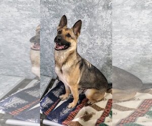 German Shepherd Dog Dogs for adoption in Estherville, IA, USA