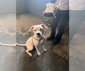 American Bulldog-Unknown Mix Dogs for adoption in Tallahassee, FL, USA