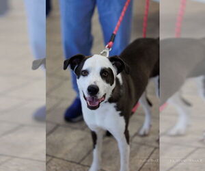 Borador Dogs for adoption in The Woodlands, TX, USA