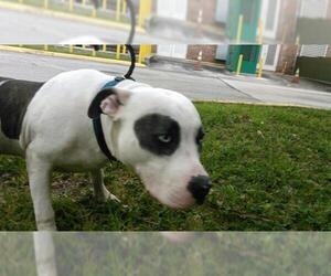 Small American Bulldog