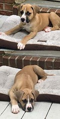 Bullboxer Pit Dogs for adoption in Chantilly, VA, USA