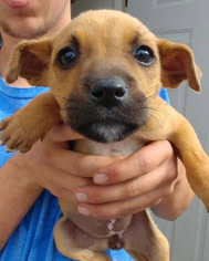 Medium Photo #1 Australian Shepherd-Boxer Mix Puppy For Sale in San Diego, CA, USA