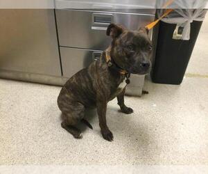 American Pit Bull Terrier-Unknown Mix Dogs for adoption in Riverside, CA, USA
