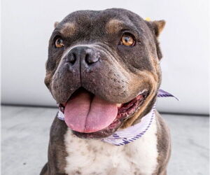 French Bulldog Dogs for adoption in Pasadena, CA, USA