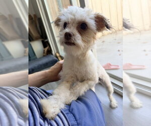 Maltipoo (Miniature) Dogs for adoption in Dana Point, CA, USA