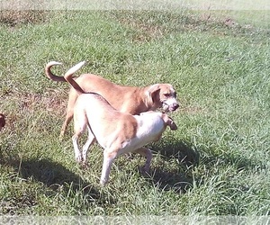 Beabull Dogs for adoption in Bonifay, MO, USA