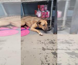 Black Mouth Cur-Unknown Mix Dogs for adoption in Tallahassee, FL, USA