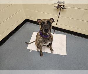 American Pit Bull Terrier-Catahoula Leopard Dog Mix Dogs for adoption in Denver, CO, USA