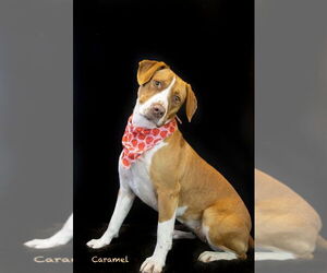 Labrador Retriever-Unknown Mix Dogs for adoption in Hot Springs Village, AR, USA