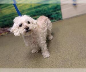Poodle (Miniature)-Unknown Mix Dogs for adoption in Moreno Valley, CA, USA