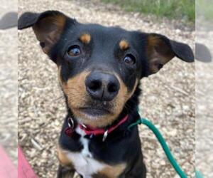 Miniature Pinscher Dogs for adoption in Riverwoods, IL, USA