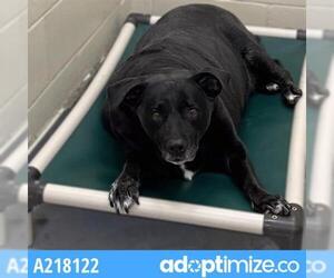 German Shorthaired Lab Dogs for adoption in Anchorage, AK, USA