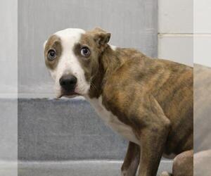American Staffordshire Terrier-Unknown Mix Dogs for adoption in San Antonio, TX, USA