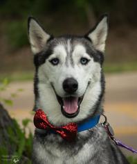 Alaskan Husky Dogs for adoption in Saint Louis, MO, USA