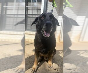 Shepradors Dogs for adoption in Atlanta, GA, USA