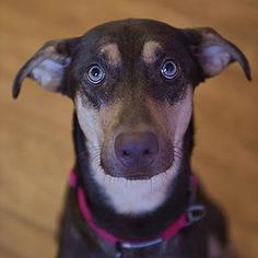 Doberman Pinscher Dogs for adoption in Kanab, UT, USA
