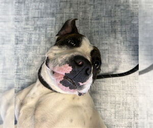 Boxer-Unknown Mix Dogs for adoption in Fort Collins, CO, USA