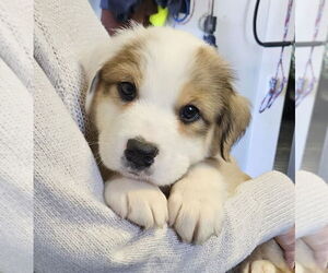 Great Pyrenees-Unknown Mix Dogs for adoption in Mooresville, NC, USA