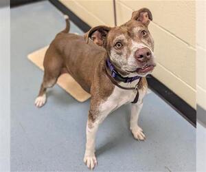 American Pit Bull Terrier Dogs for adoption in Denver, CO, USA