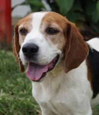 Beagle-Unknown Mix Dogs for adoption in Lebanon, TN, USA