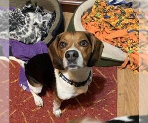 Beagle Dogs for adoption in Clinton , MI, USA