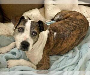 American Staffordshire Terrier-Unknown Mix Dogs for adoption in Tulsa, OK, USA