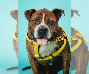 American Pit Bull Terrier Dogs for adoption in Sacramento, CA, USA