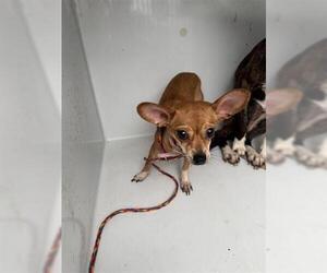 Chihuahua Dogs for adoption in Houston, TX, USA