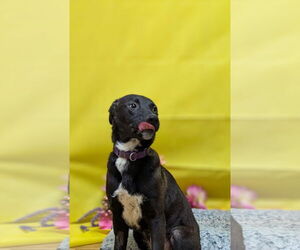 Labrador Retriever-Unknown Mix Dogs for adoption in Franklin, North Carolina, NC, USA
