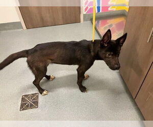 Australian Kelpie-Unknown Mix Dogs for adoption in Baytown, TX, USA