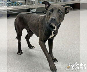 Labrador Retriever-Unknown Mix Dogs for adoption in Washington, DC, USA