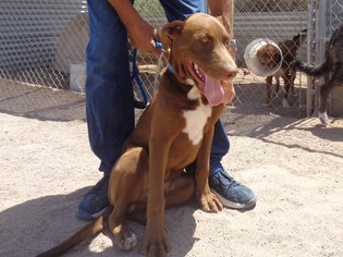 Borador Dogs for adoption in Golden Valley, AZ, USA