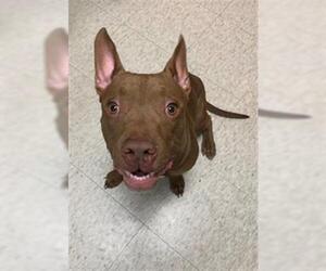 American Pit Bull Terrier-Unknown Mix Dogs for adoption in Plano, TX, USA