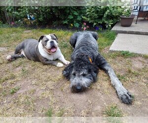 Bulldog Dogs for adoption in Uwchlan, PA, USA