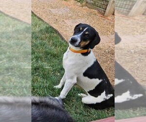 Australian Shepherd-Treeing Walker Coonhound Mix Dogs for adoption in Aurora, IN, USA