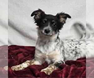 Chihuahua-Unknown Mix Dogs for adoption in Lakewood, CO, USA