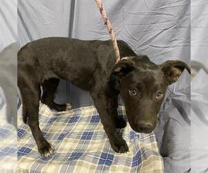 Labrador Retriever-Unknown Mix Dogs for adoption in Modesto, CA, USA