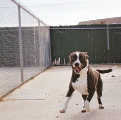 American Bulldog-Labrador Retriever Mix Dogs for adoption in Manteo, NC, USA