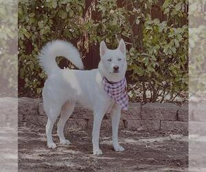 Siberian Husky-Unknown Mix Dogs for adoption in San Antonio, TX, USA