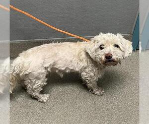 Maltese-Unknown Mix Dogs for adoption in Las Vegas, NV, USA