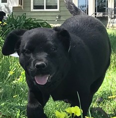 Labrador Retriever Dogs for adoption in Davis, CA, USA