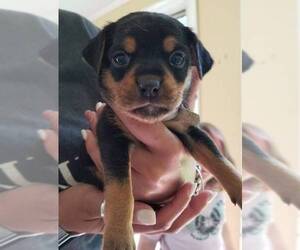 Medium Photo #1 Rottweiler-American Pit Bull Terrier Puppy For Sale in Chester, VA, USA