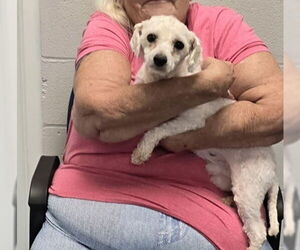 Maltese Dogs for adoption in Evansville, IN, USA